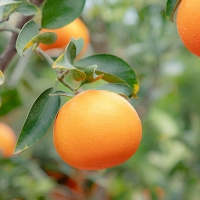 [농장직송] 고당도 천혜향 로얄중과 [1.8kg-4.5kg]