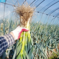 [만원의 행복] [깐대파] 직접 재배/당일 수확/깐대파 1kg