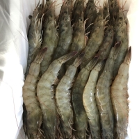 [산지직송] 전남 강진_생물 흰다리 새우 [1kg/35미 내외]