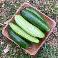 국내산 미니오이(푸)