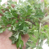 여수 거금도 해풍맞은 해풍쑥 생쑥 봄나물 1kg 500g