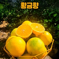 [제주도 산지직송] 한라봉 과  천혜향의  조하  황금향 (2kg/3kg/5kg/10kg)