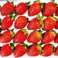 [보름데이] 경북 고령 설향딸기(푸)