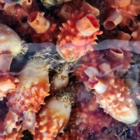 [만원의 행복] 활멍게1kg