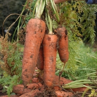 [오커디어] 당신 근처 당근 중 상 2kg 5kg 비세척