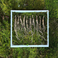 [강원산약초]강원도 횡성 태기산 산양삼(7-8년/8-10년/12-15년/20년 이상)