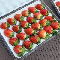 [농장직송] 논산 설향딸기 700g/750g