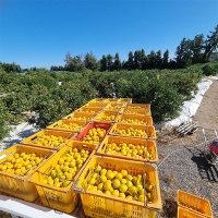 [만원의 행복] 청정 제주 노지 감귤(푸)