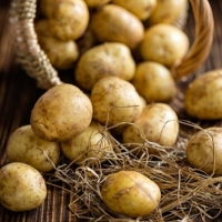 강원도 감자 포슬포슬 카스텔라 3kg 5kg 10kg