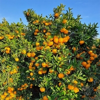 프리미엄  만다린귤(푸)