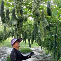 [26년산] 정읍농부의 국내산 생여주 3kg / 5kg / 10kg (당일수확)