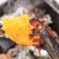 명품해남 꿀밤고구마(푸)