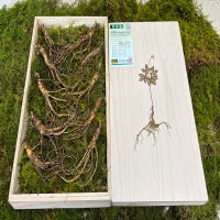 [강원산약초]강원도 횡성 태기산 산양삼(7-8년/8-10년/12-15년/20년 이상)