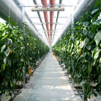 [농협] 한아름드린 신선 파프리카(노랑) 2kg/4kg(상/가정용)