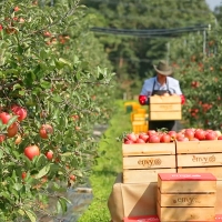 [주말특가] 고당도 프리미엄  엔비사과(푸)