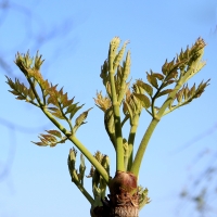 [오커늘푸] 봄기운 참두릅 향긋한 참두릅