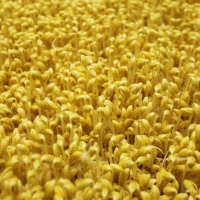 [신한카드 할인] 친환경 국산콩 콩나물