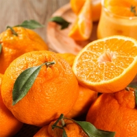 [농협] 한아름드린 한라봉세트 3kg(특10과내)  1박스/2박스