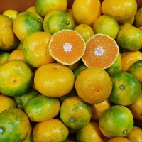 [만원의 행복]  새콤함으로  가득  찬  제주  노지 감귤 (3kg/5kg/10kg)