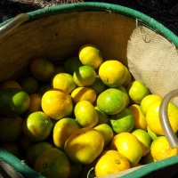 [만원의 행복]  새콤함으로  가득  찬  제주  노지 감귤 (3kg/5kg/10kg)