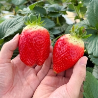 프리미엄 킹스베리(푸)