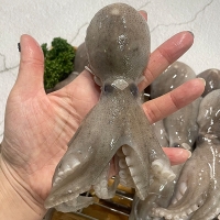 [오커최고] 봄철 쭈꾸미 1kg 2kg 3kg 신선한 얼음 포장 쭈꾸미