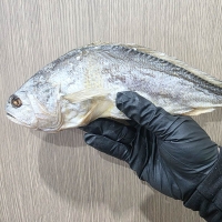 황금보리굴비 특대 (2미 한팩 / 손질 후 크기 30cm내외) / 완전건조 부세조기 / 전남목포직송