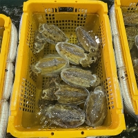 씹을수록 고소한  국내산 갑오징어(푸)