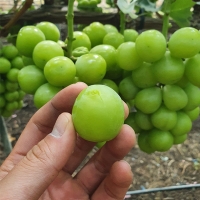 [만원의 행복] [샤인디어] 샤인 머스켓 실속형 프리미엄 500g 700g 1kg 2kg 가정용