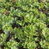 여수 금오도 해풍맞은 방풍나물 봄나물 나물 1kg 500g