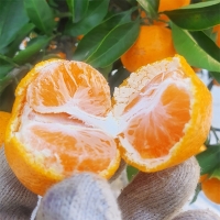 [만원의 행복] [감귤브팜] 제주 타이벡 감귤 2.5kg 4.5kg 과일 실중량