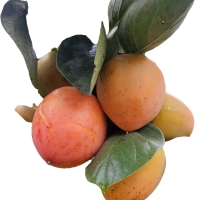 [보름데이] 달콤한 대봉감말랭이