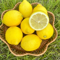 국산제주 레몬