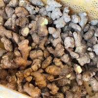 [신한카드 할인] 깊은향을 가진  경북 흙생강