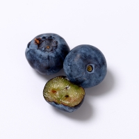 [오커최고] 수입 블루베리 생과 칠레 블루베리 18mm