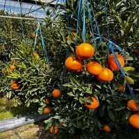 [보름데이] [선물세트] 천혜향 실속,고급 선물세트