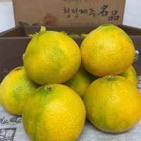 [신한카드 할인] [제주직송] 과즙이 풍부한 황금향