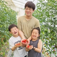 [26년산] 홍성 엄마농부의 유기농 대추방울토마토 1kg (무선별) 당일수확 방울토마토 토마토