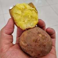 [오커브팜] 카스테라 홍감자 빨간 감자 1.5kg 3kg 5kg