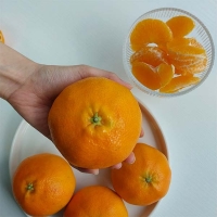 [제주직송] 진하고 당도 높은 레드향