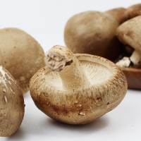 예산청년농부의 국내산 무농약 생표고버섯 1kg