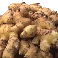 [농협] 한아름드린 신선 통 생강 500g/1kg/2kg/3kg(특)
