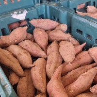 [자연속애] 안면도 호박고구마 3kg/5kg/7kg/10kg (대300-400g내)