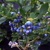톡터지는 신선함 국내산 블루베리
