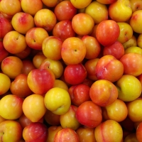 [산지직송] 경북 대석자두 [250g-1kg][익일출고]