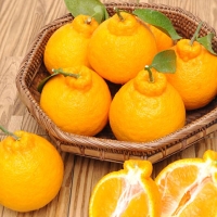 [명절특선] [농협] 한아름드린 제주 만감(한라봉/천혜향/레드향) 상품전