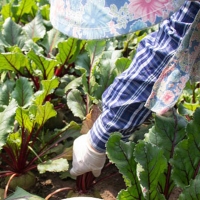 [만원의 행복] [비트최고] 레드비트 1kg 2kg 3kg 5kg 혼합과 비세척