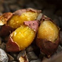 [오커캄스] 해남 고구마 베니하루카 꿀고구마