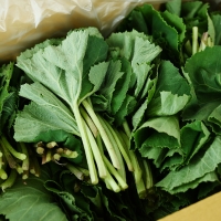 [오커브팜] 봄나물 거창 머위 하우스 머위 1kg 2kg