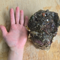 [신한카드 할인] 자연산 손질 바위굴 벚굴 2kg 3kg 